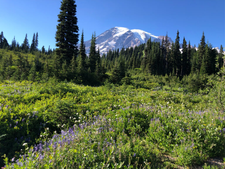 mount rainier without hardcore hiking