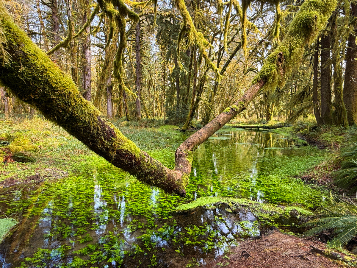 quinault rainforest