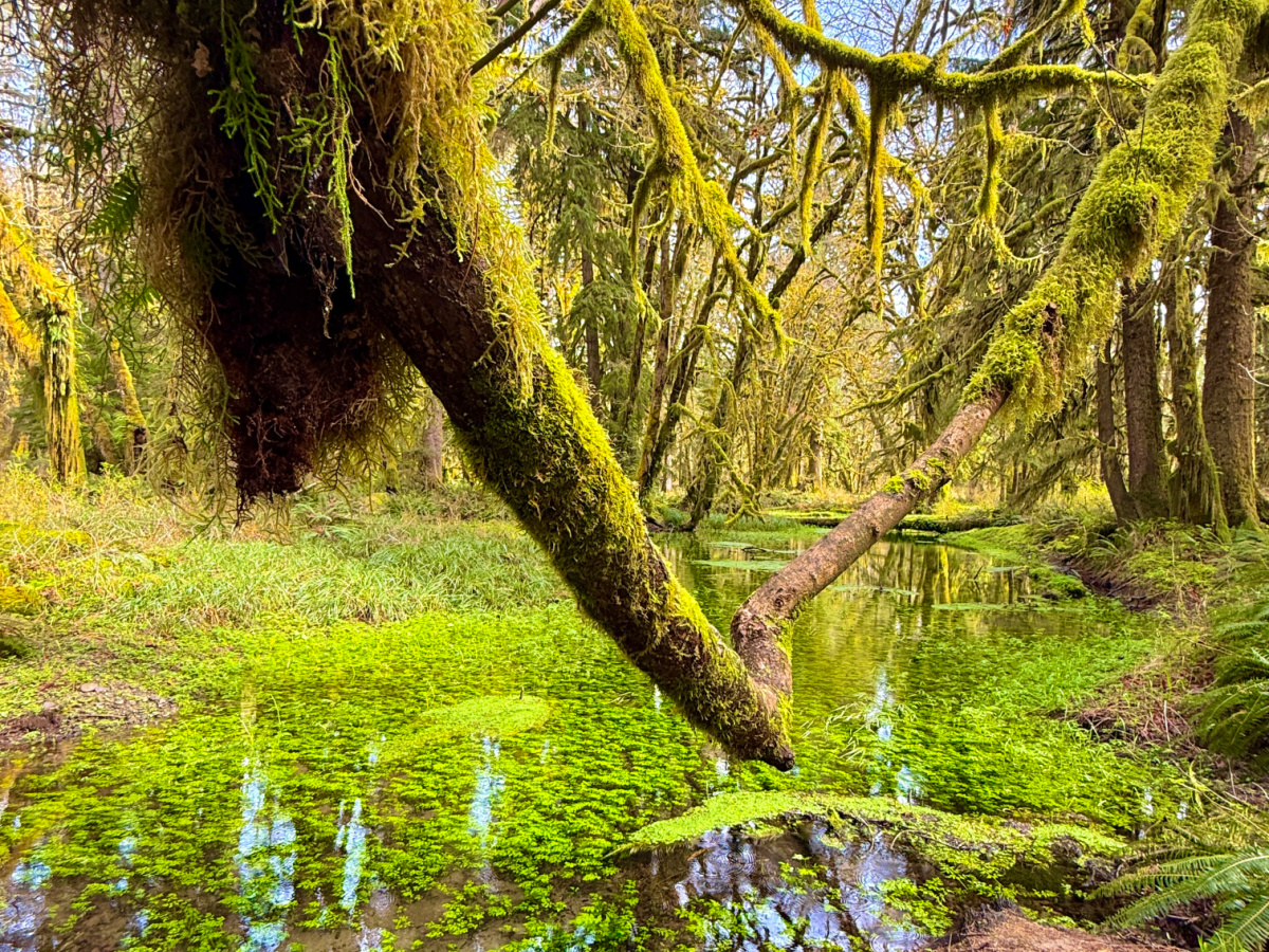 quinault rainforest
