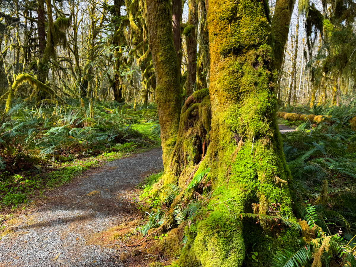 Olympic National Park spring break