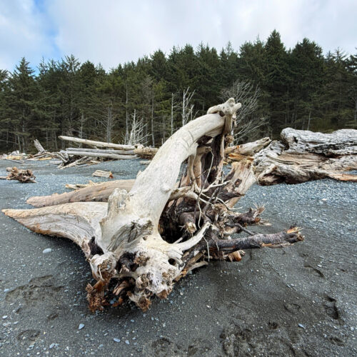 Olympic National Park Guide