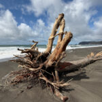 Olympic National Park beaches