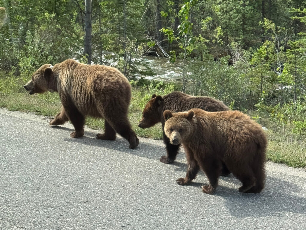 Jasper Wildlife Tour