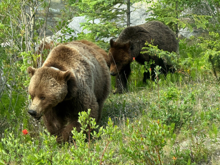 Jasper in 3 Days Mother grizzly bear and cubs in Jasper National Park, Alberta, Canada