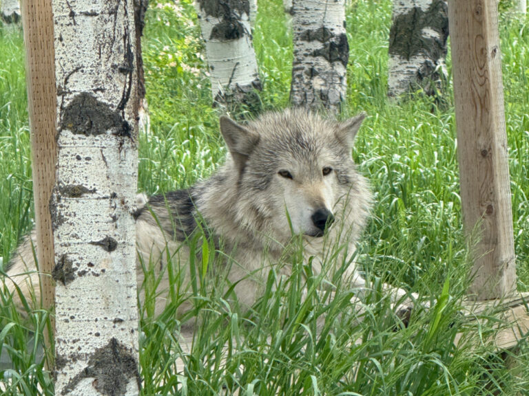 Yamnuska Wolfdog Sanctuary Review