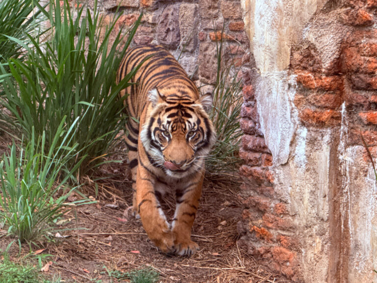 things to do at Animal Kingdom besides rides