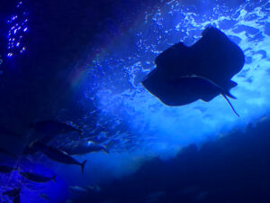Aquarium of the Bay San Francisco
