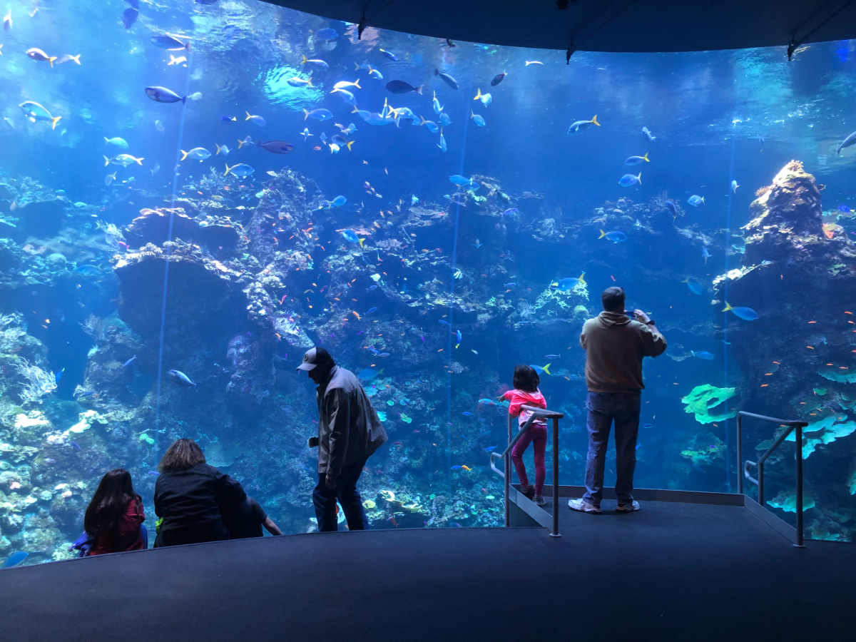 California Academy of Sciences