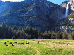 best easy hikes in Yosemite National Park