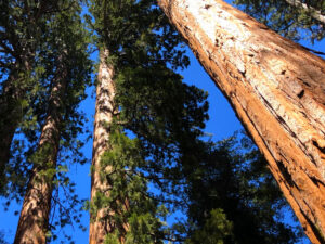 Mariposa Grove