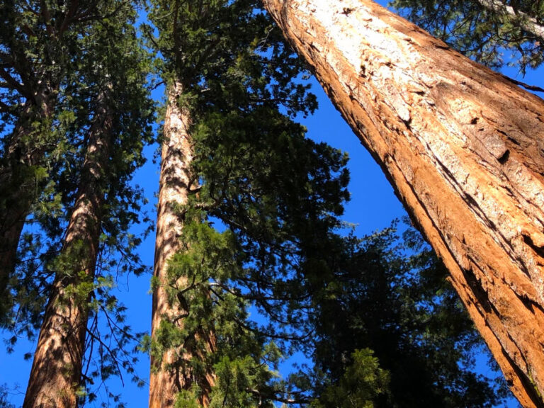 Mariposa Grove