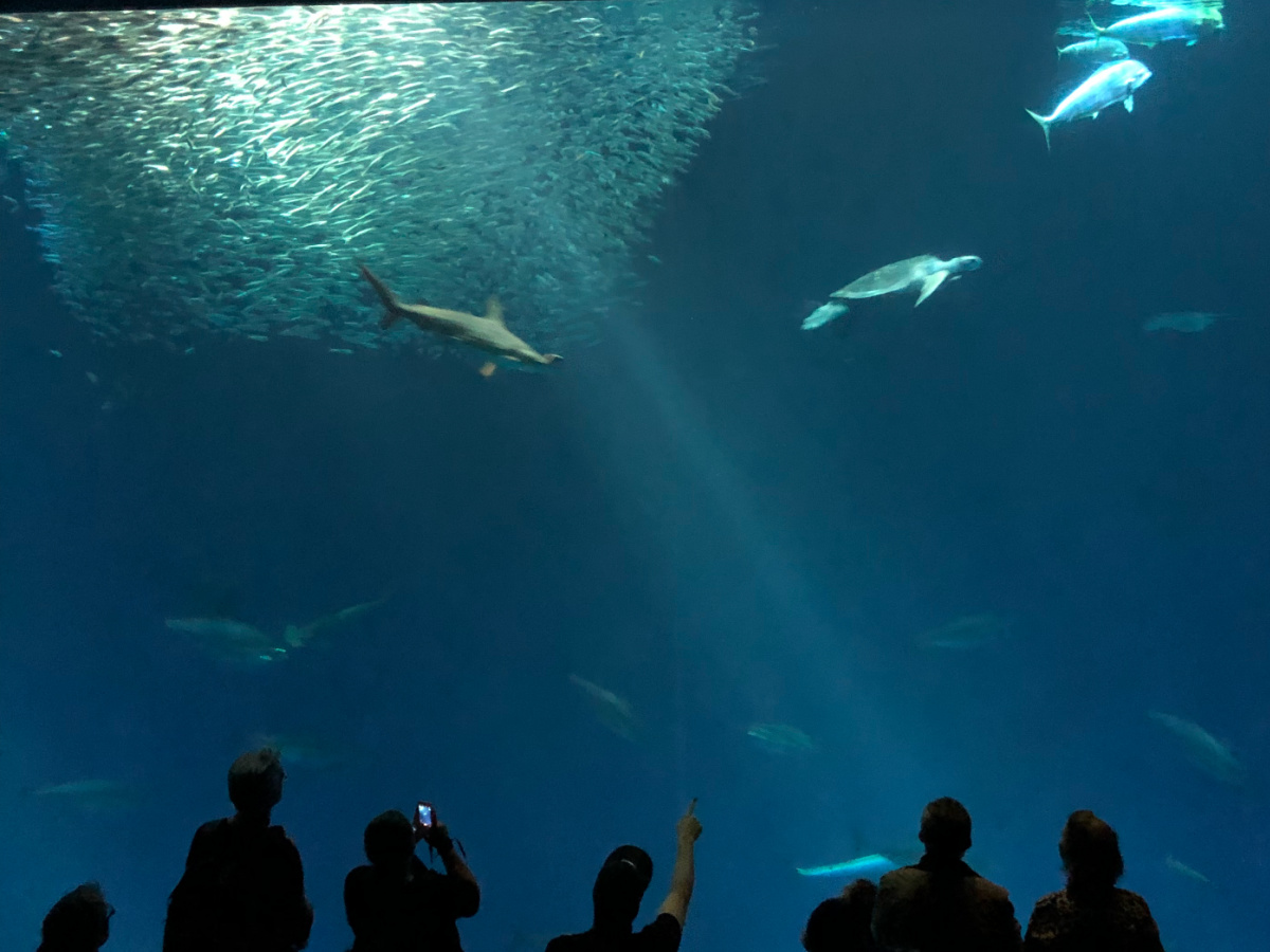 Monterey Bay Aquarium
