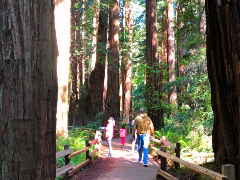 Muir Woods and Sausalito day trip with kids