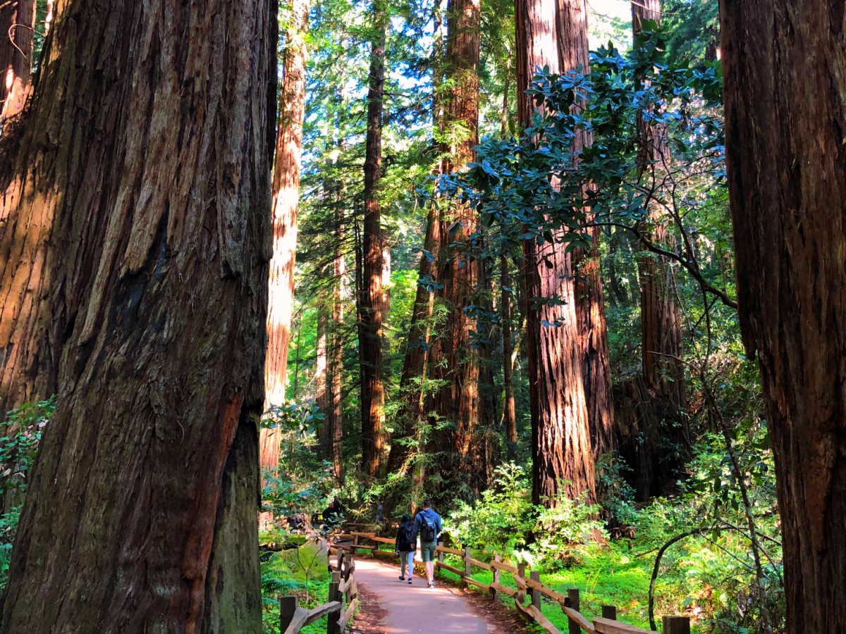 Muir Woods National Monument