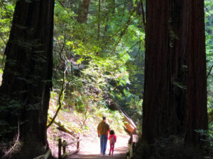 Muir Woods with kids